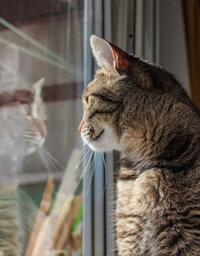 Close-up of cat