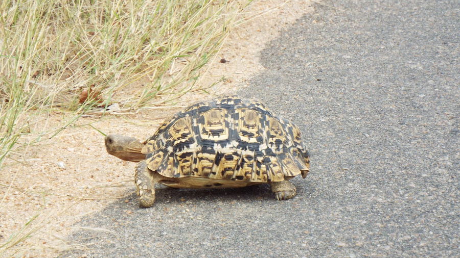 High angle view of tortoise on the ground
