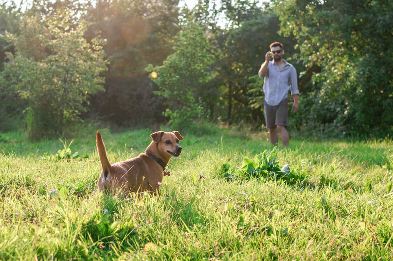 Rear view of man with dog on grassy field