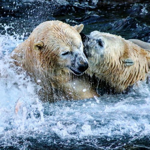 Close-up of wet polar bears on snow