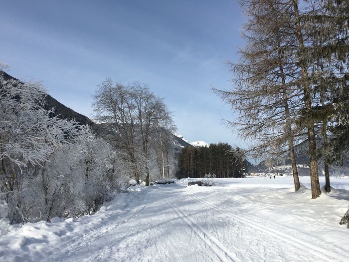 Trees on snow covered field against sky