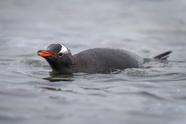 Close-up of penguin swimming in lake