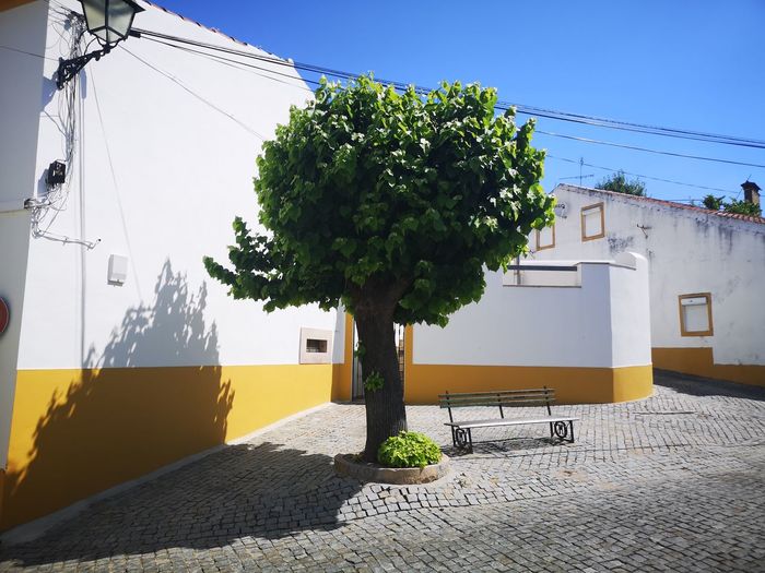 Tree by street against sky in city