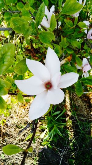 High angle view of frangipani blooming outdoors