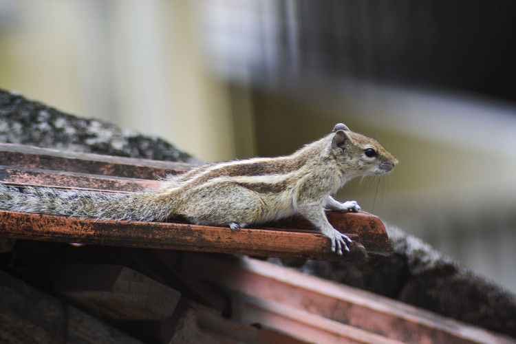 Close-up of squirrel on wooden railing