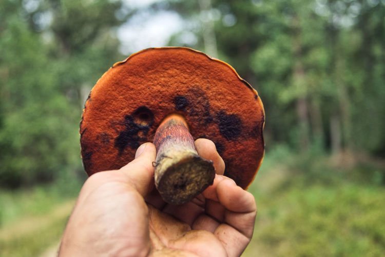 Close-up of hand holding ediblie mushroom, neoboletus erythropus