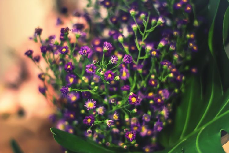 Close-up of purple flowers