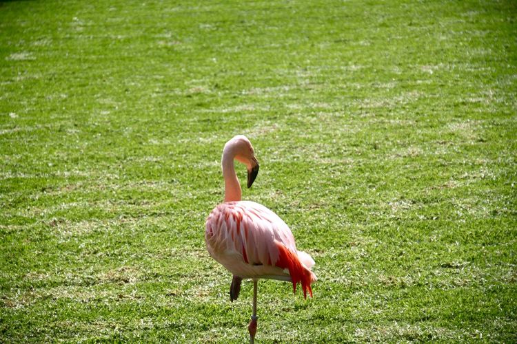 Flamingo in loropark 