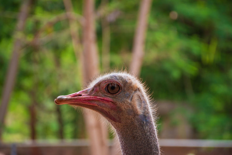 Close up of the ostrich head in safari