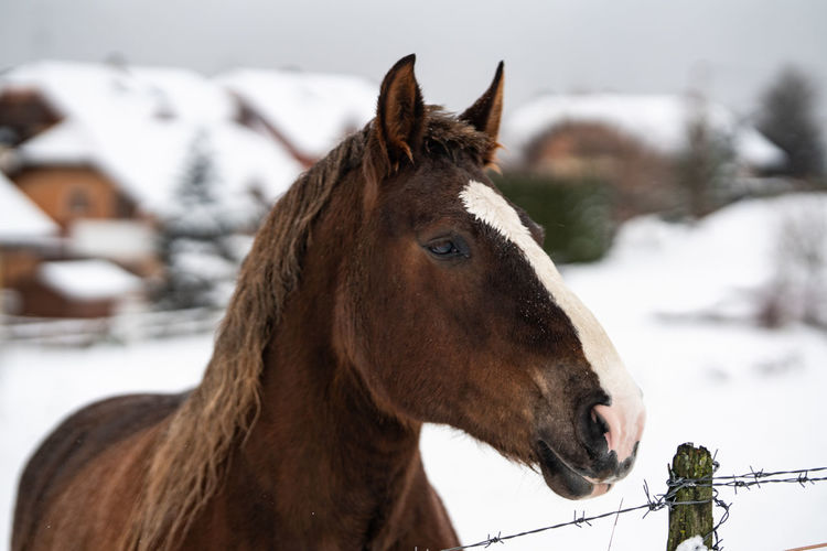 Horse in a winter landscape with snow background