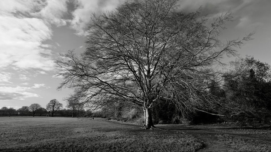 Bare tree on field against sky