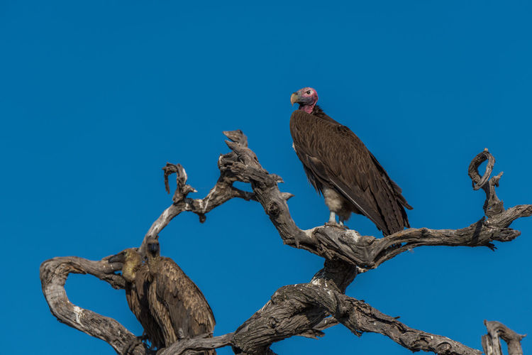 Low angle view of vultures perching on bare tree against clear blue sky