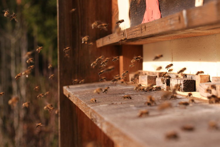 Bees at wooden insect hotel