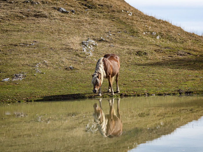 Horse grazing in lake