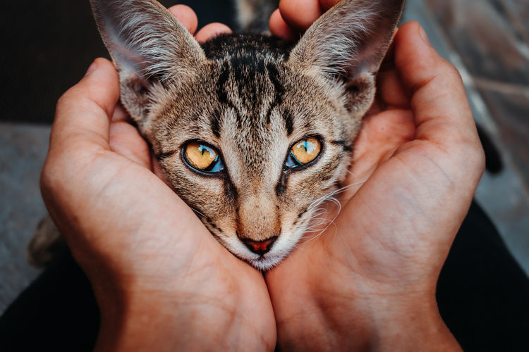 Close-up of person hand holding cat