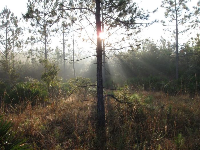 Sun shining through trees on field