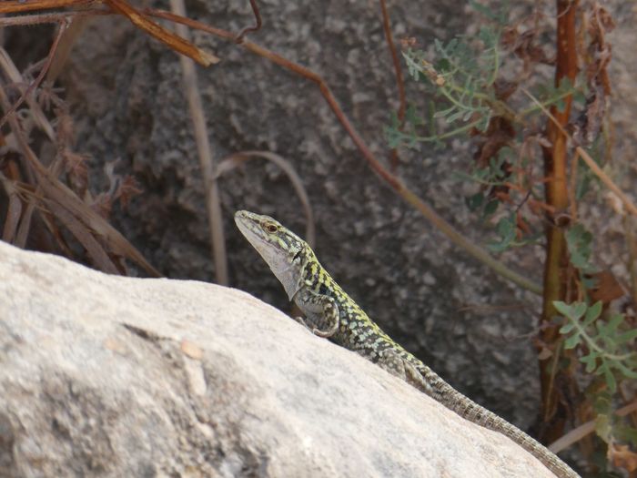 Close-up of lizard on rock