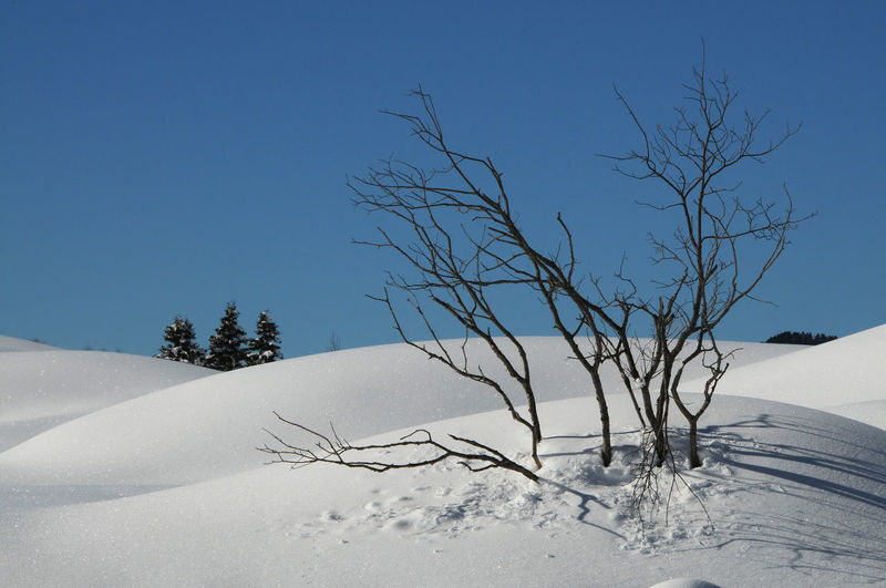 Bare tree on snow covered land against clear blue sky