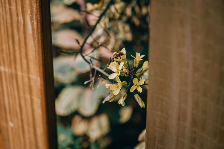 Close-up of flowering plant