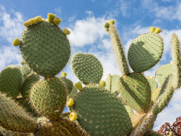 Close-up of prickly pear cactus growing against sky