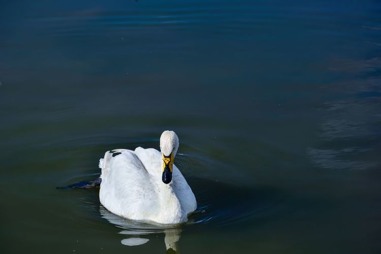 The bayanbulak lake is an important breeding ground for swans and other waterfowl