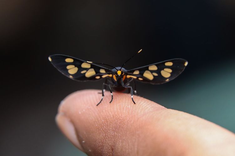 Close-up of a butterfly on hand