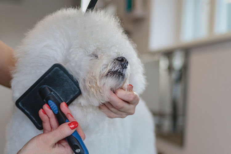 Dog getting haircut with scissors at grooming salon and pet spa