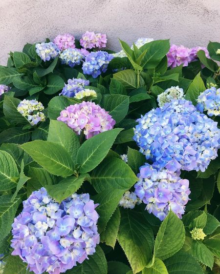 Close-up of purple hydrangea flowers blooming outdoors
