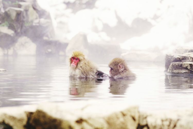 Japanese snow monkeys bathing in onsen 