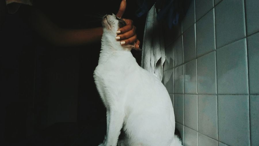 Cropped image of woman stroking cat by tiled floor