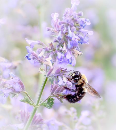 Close-up of bee on purple flower