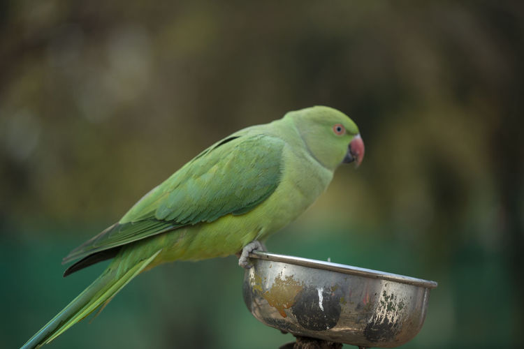 Close-up of parrot perching on plant