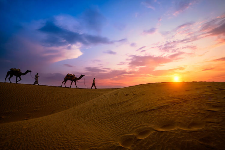 People with camels walking at desert during sunset