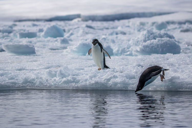Adelie penguin diving into the sea near the antarctic peninsula.