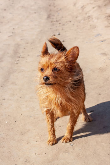 Yorkshire terrier stands on the street on a dusty road. long brown dog hair and large ears. sunny.