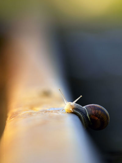 Close-up of snail on railing during sunset