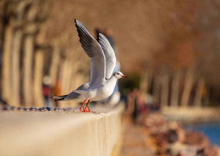 Close-up of seagull flying against sky