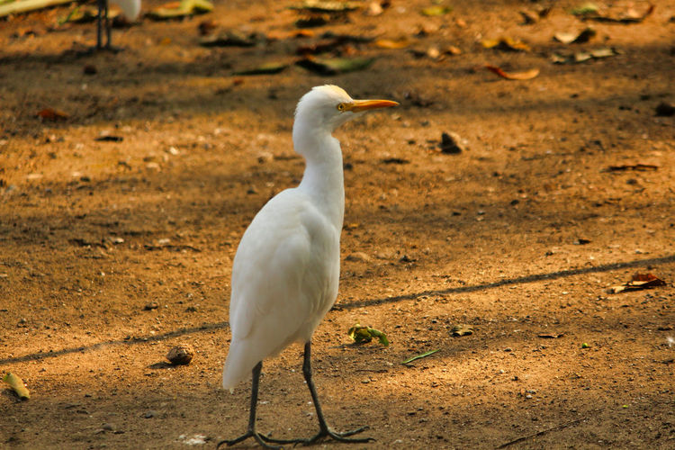 White bird on field