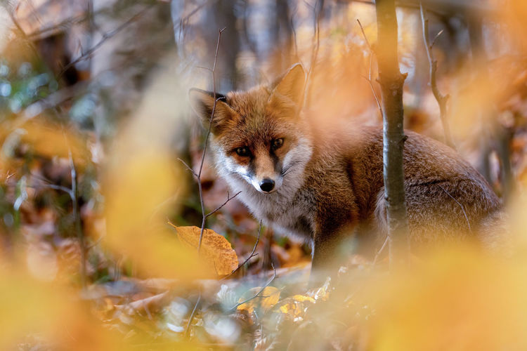 Portrait of a fox on field ground forest
