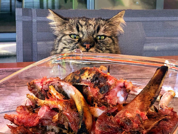 Close-up of cat looking at meat on table