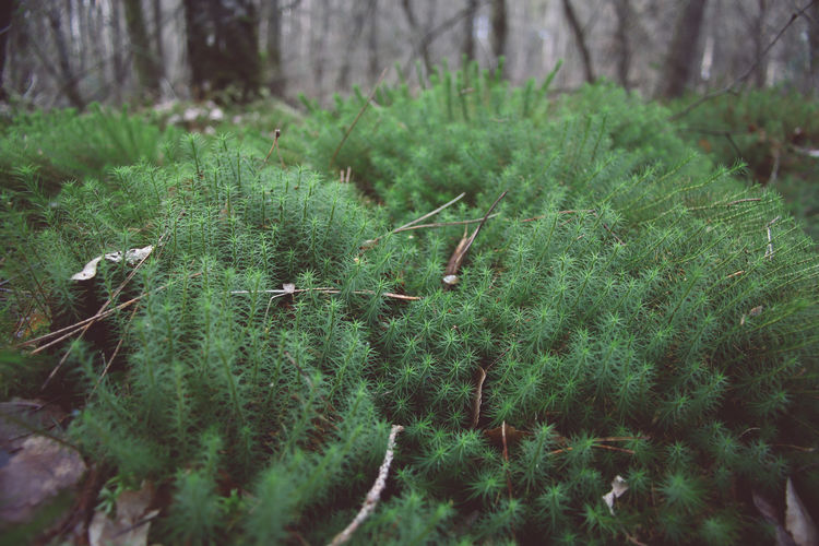 Close-up of fresh green plant in forest