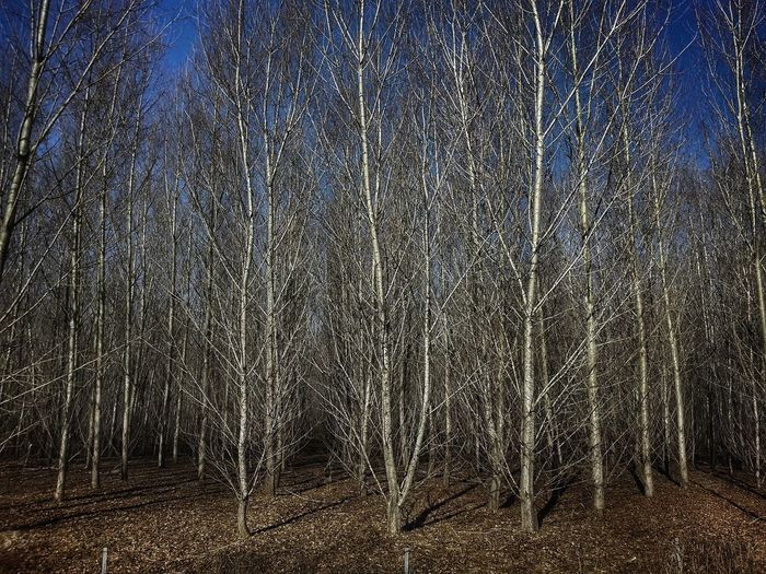 Bare trees on field in forest