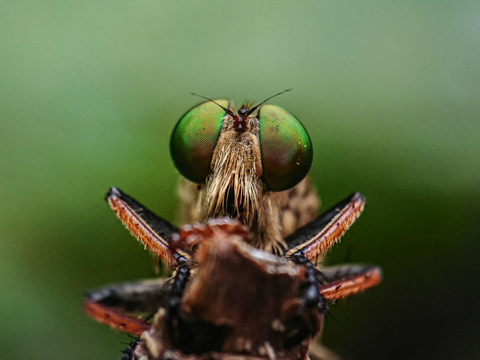 Robber fly, close-up of fly