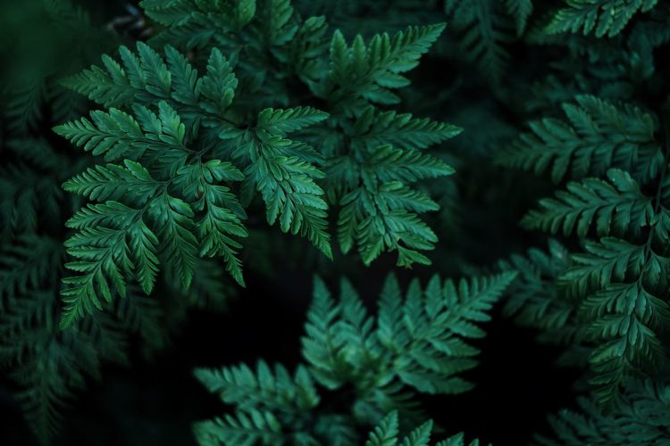 Directly above shot of plants growing in yard