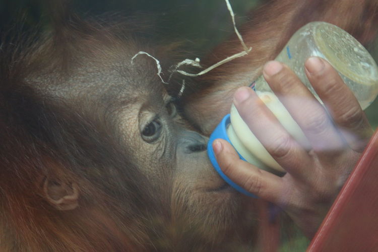 Close-up of hand feeding monkey