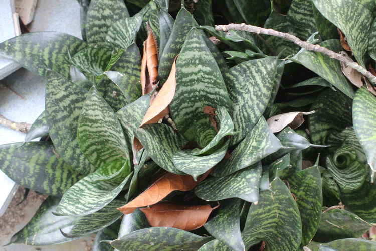 High angle view of leaves on plant