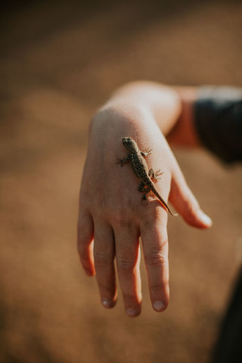 Midsection of person with lizard on hand at outdoors