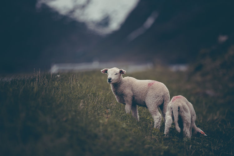 Two lambs on field