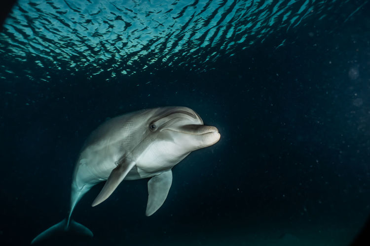One dolphin swimming with divers in the red sea, eilat israel a.e