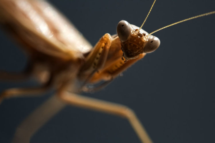Close-up of insect